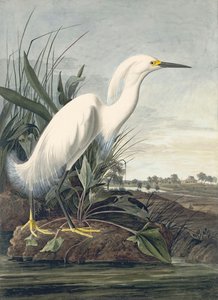 Snowy Egret (egretta Thula), Study For Havell Plate 242 — John James Audubon