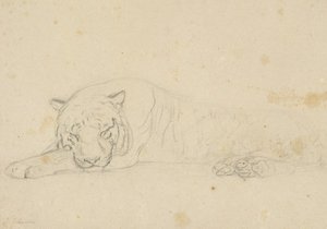 A Sleeping Tiger 1 — John Frederick Lewis