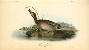 Brewer's Duck. Male — John James Audubon