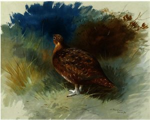 Grouse 1 — Archibald Thorburn