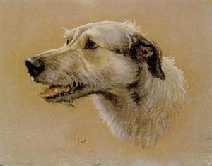 Irish Wolfhound Sir Michael Of Sheppey — Cecil Charles Aldin