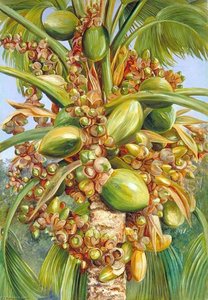 Fat Plants Of The Addo Bush, South Africa — Marianne North