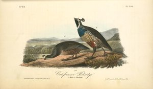 Californian Partridge. 1. Male. 2. Female — John James Audubon, Naturalistic Illustration