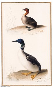 Tachybaptus Ruficollis - Gavia Immer — Edouard Traviès