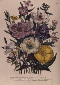 Godetia And Anothera — Jane Loudon