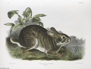 Lepus Aquaticus, Swamp Hare. Natural Size. Male — John James Audubon