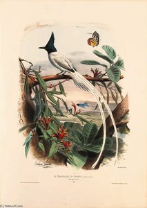 Les Oiseaux Les Plus Remarquables Par Leurs Formes Et Leurs Couleurs