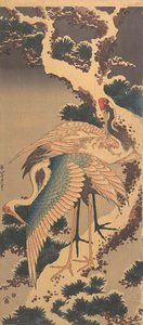 Cranes on pine tree