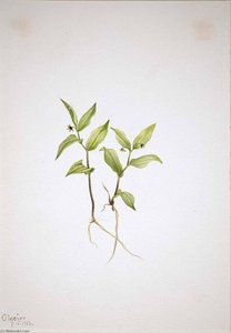 Kruhsea (kruhsea Streptopoides) — Mary Morris Vaux Walcott