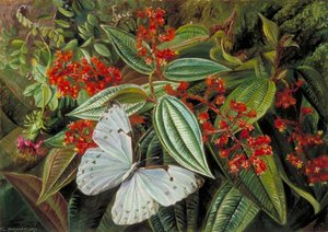 Trees Laden With Parasites And Epiphytes In A Brazilian Garden — Marianne North