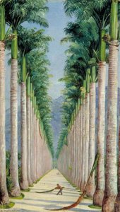 Avenue Of Royal Palms At Botafogo, Brazil — Marianne North