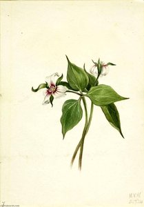 Painted Trillium (trillium Undulatum) — Mary Vaux Walcott, Naturalism