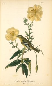 Yellow-bellied Flycatcher. Male — John James Audubon