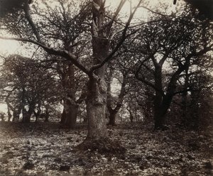 Châtaigniers — Eugène Atget