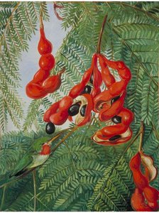 The Wild Tamarind Of Jamaica With Scarlet Pod And Barbet — Marianne North
