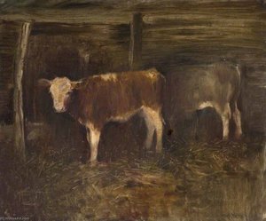 Swiss Calves in the Bernese Oberland