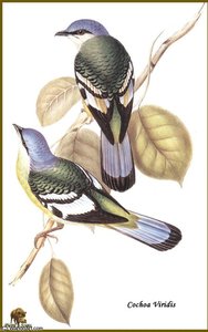 Cochoa Vert — John Gould