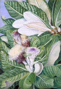 A Mountaineer From The Hills Near Grahamstown — Marianne North