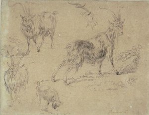 Studies Of Three Goats, A Goat And A Goat's Head — Nicolaes Pietersz Berchem