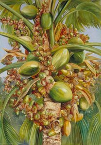 Female Coco De Mer Bearing Fruit Covered With Small Green Lizards — Marianne North