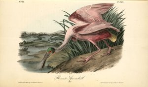 Roseate Spoonbill. Male — John James Audubon