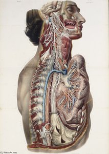 Full Anatomy Treaty Rights, Including The Medicine Procedure — Nicolas Henri Jacob