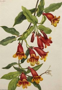 Crossvine (anisostichus Capreolatus) — Mary Vaux Walcott