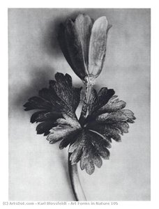 Art Forms In Nature 105 — Karl Blossfeldt