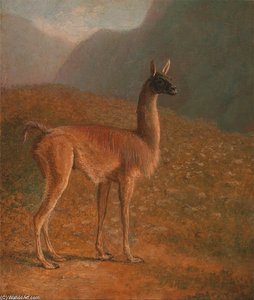 Guanaco — Jacques Laurent Agasse