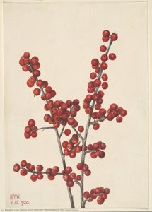 Winterberry (ilex Verticillata) — Mary Vaux Walcott, American Naturalism