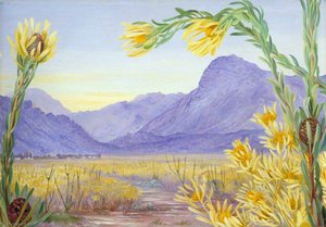 Looking Over An Expanse Of Leucadendron Towards Ceres And Mitchell's Pass — Marianne North, Victorian Naturalism