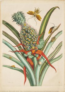 Plate 1 from Dissertation in Insect Generations and Metamorphosis in Surinam