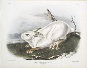 Lepus Americanus, Northern Hare. Natural Size. Winter — John James Audubon