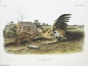 Putorius Fuscus, Tawny Weasel. Male. Natural Size — John James Audubon