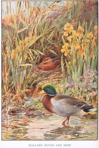 Mallard Ducks And Nest — Louis Fairfax Muckley