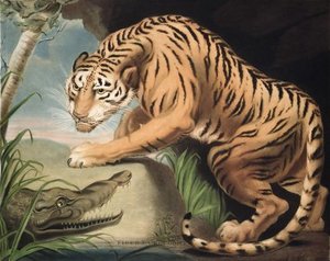 Tiger And Crocodile, Engraved — James Northcote