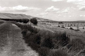 Basin City, Franklin County, Washington, July 13 — Ingeborg Gerdes