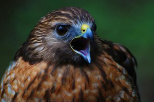 Red-shouldered Hawk Ii — James Miller Huggins