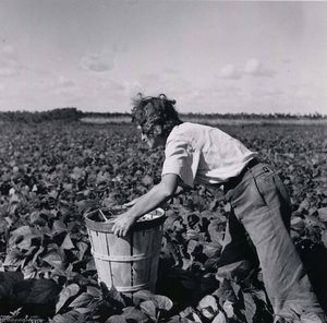A Woman From New Jersey Picking Beans. Hampers Are Heavy And Must Be Moved Along As One Picks. Homestead, Florida — Marion Post Wolcott