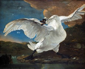 The Threatened Swan