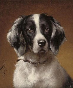 Study Of A Spaniel — Carl Reichert
