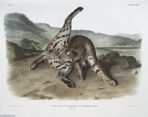 Lynx Rufus, Var. Maculatus, Texan Lynx — John James Audubon