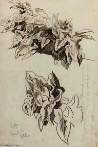 Study Of Ivy, Corfu — Edward Lear