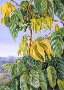 Flowers And Fruit Of The Cananga, Singaporeflowers And Fruit Of The Cananga, Singapore — Marianne North