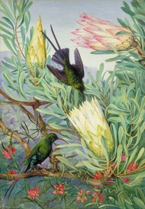 Honeyflowers And Honeysuckers, South Africa — Marianne North