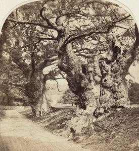 Cobham Park — Roger Fenton
