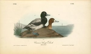 Common Scaup Duck. 1. Male. 2. Female. — John James Audubon, Natural History Illustration