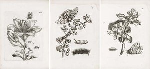 Der Raupen Wunderbare Verwandlung Und Sonderbare Blumennahrung.