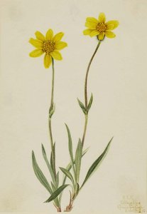 Woolly Arnica (arnica Tomentosa) — Mary Morris Vaux Walcott, Botanical Illustration