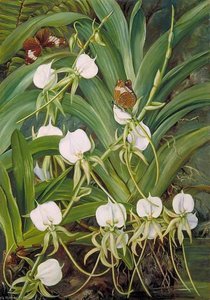 A Native Orchid And Butterflies, Mahé, Seychelles — Marianne North